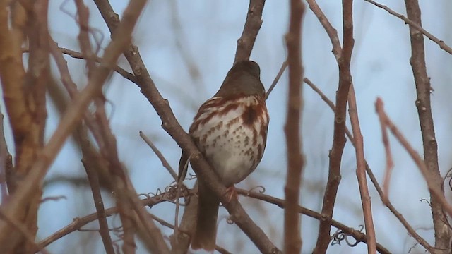 Fox Sparrow - ML644287484