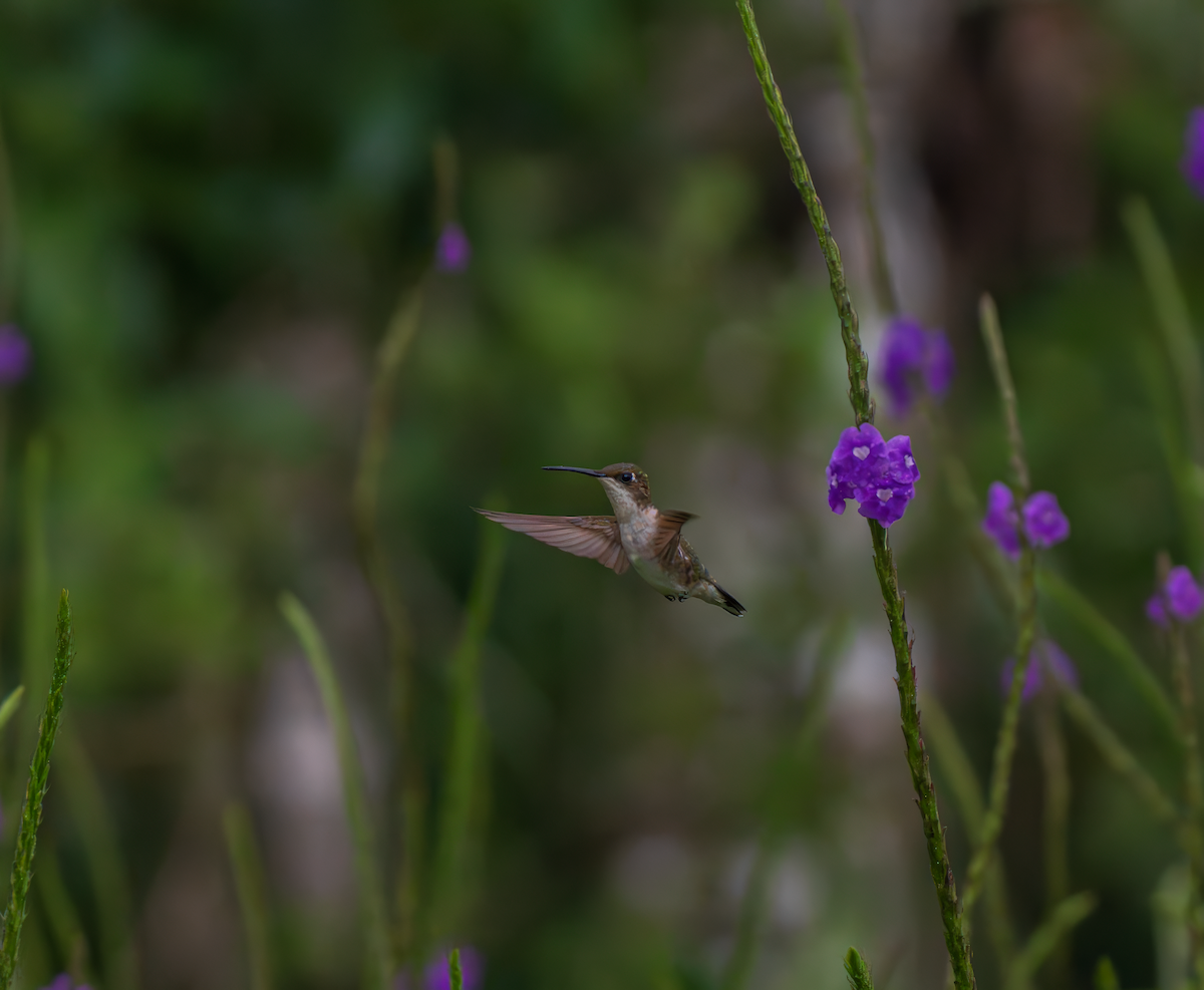 Ruby-throated Hummingbird - ML644287496