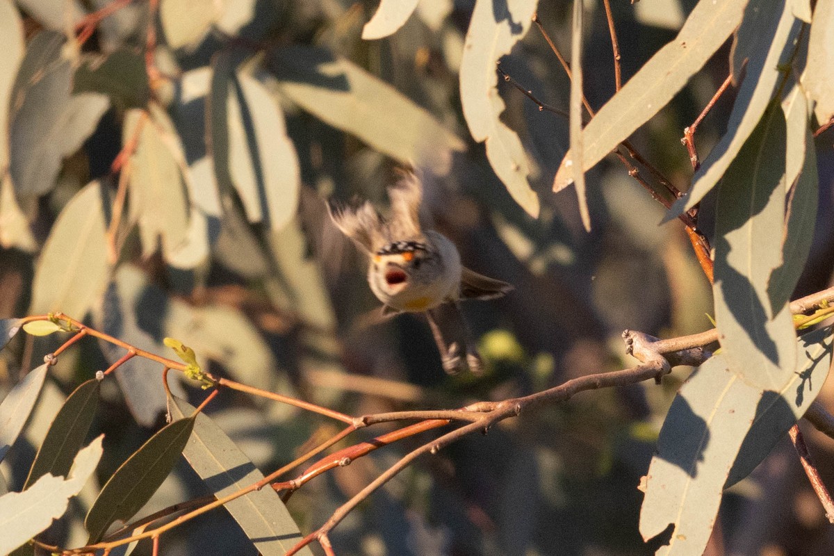 Red-browed Pardalote - ML644287503
