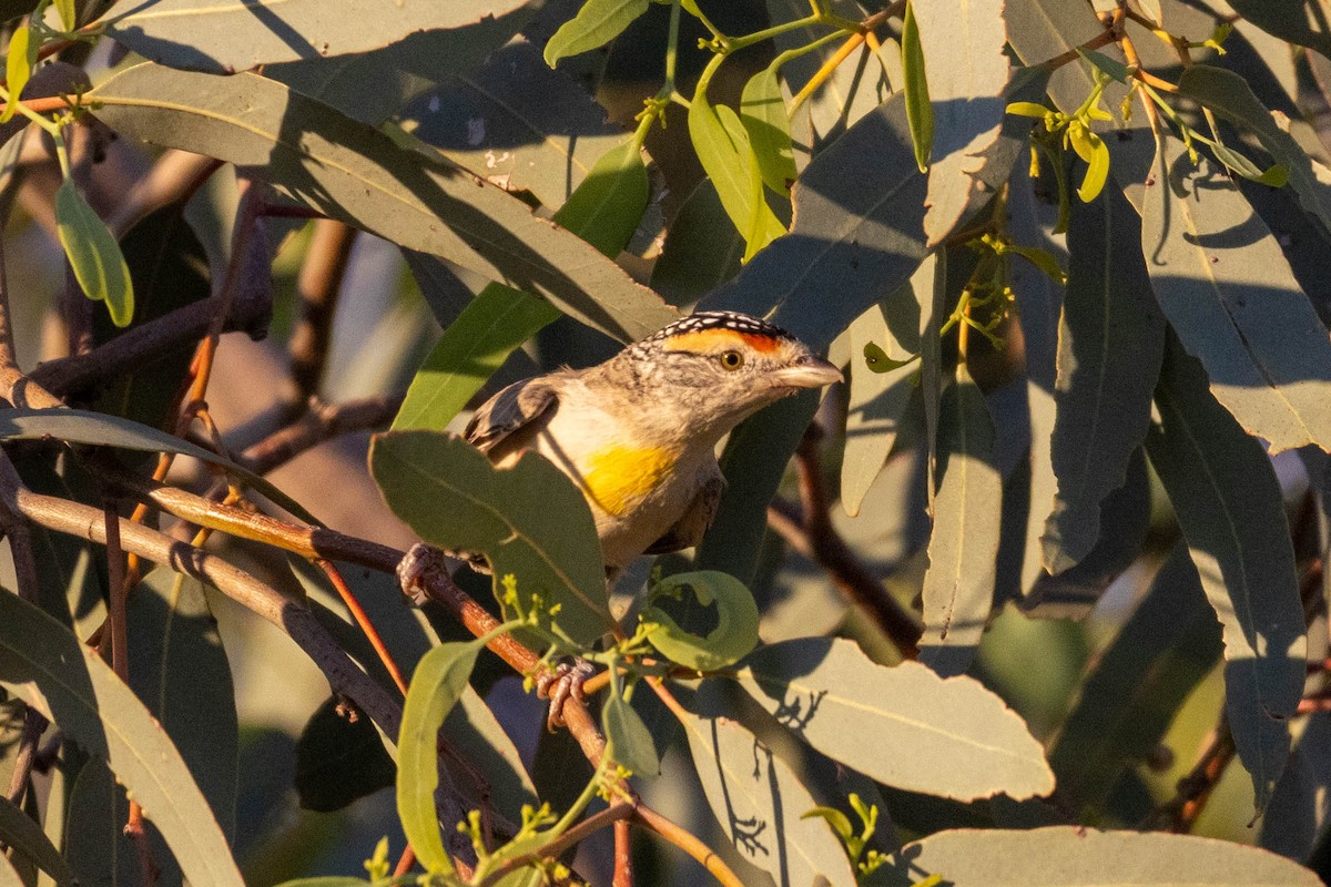 Red-browed Pardalote - ML644287504