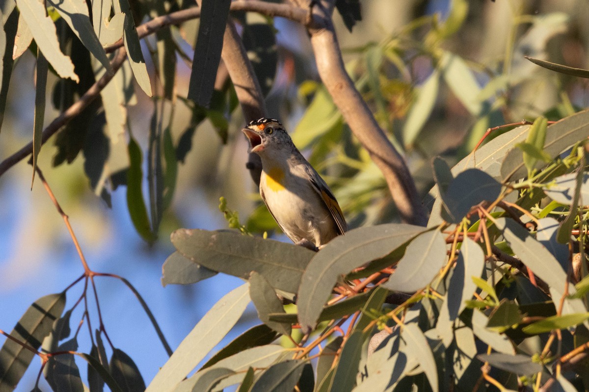 Red-browed Pardalote - ML644287505