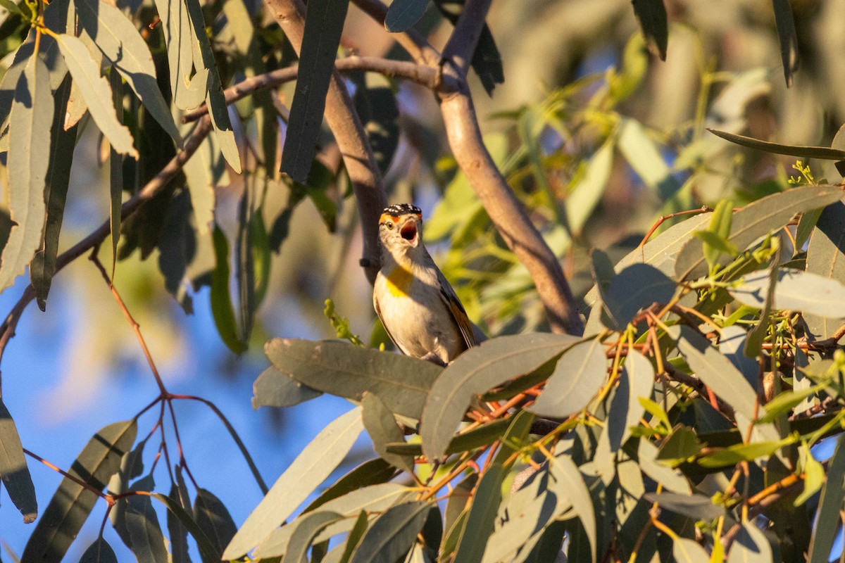 Red-browed Pardalote - ML644287506