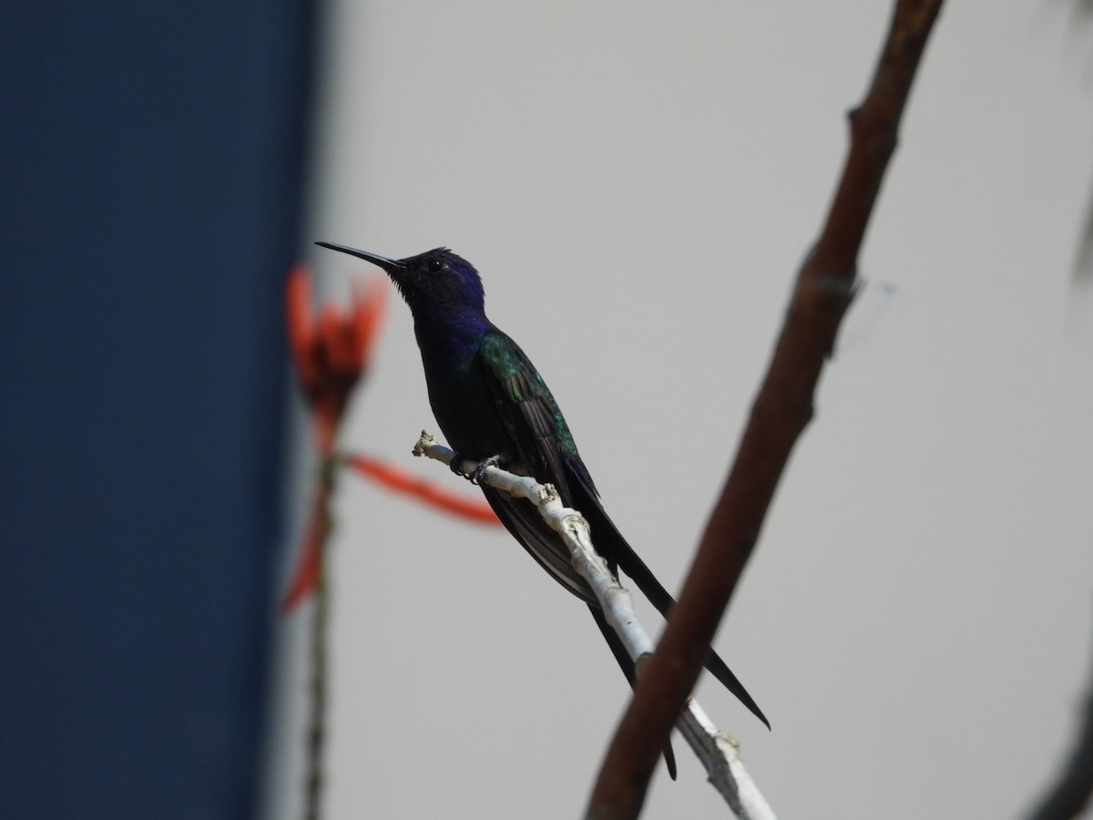 ツバメハチドリ - ML644287513