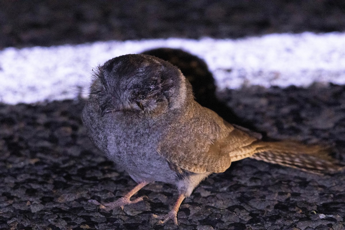 Australian Owlet-nightjar - ML644287518