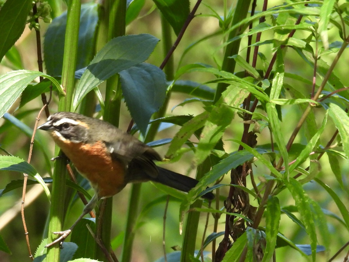 Black-and-rufous Warbling Finch - ML644287521