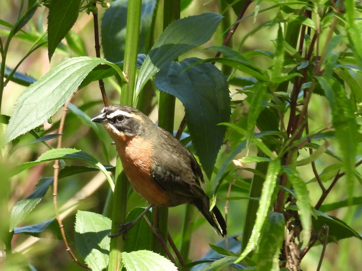 Black-and-rufous Warbling Finch - ML644287522