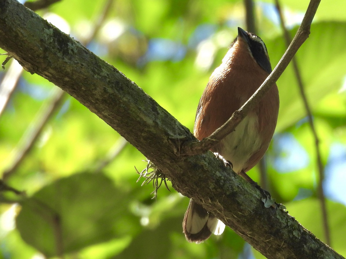 Black-and-rufous Warbling Finch - ML644287523