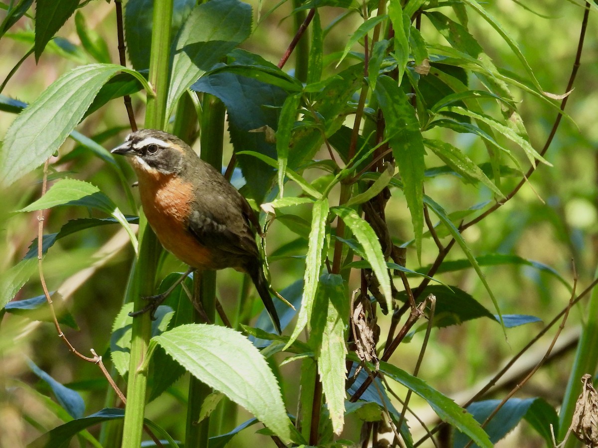 Black-and-rufous Warbling Finch - ML644287524