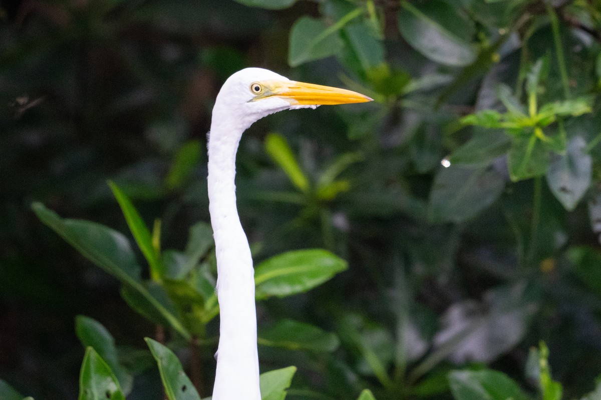 Great Egret - ML644287526