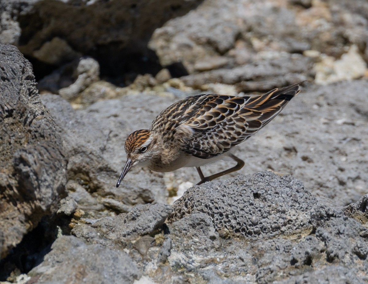 Bécasseau à queue pointue - ML644287534