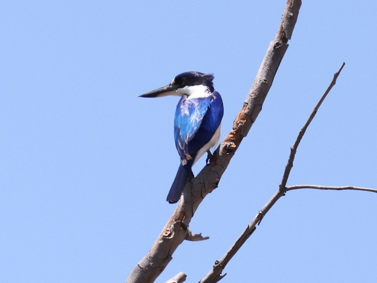 Torresian Kingfisher - ML644287550