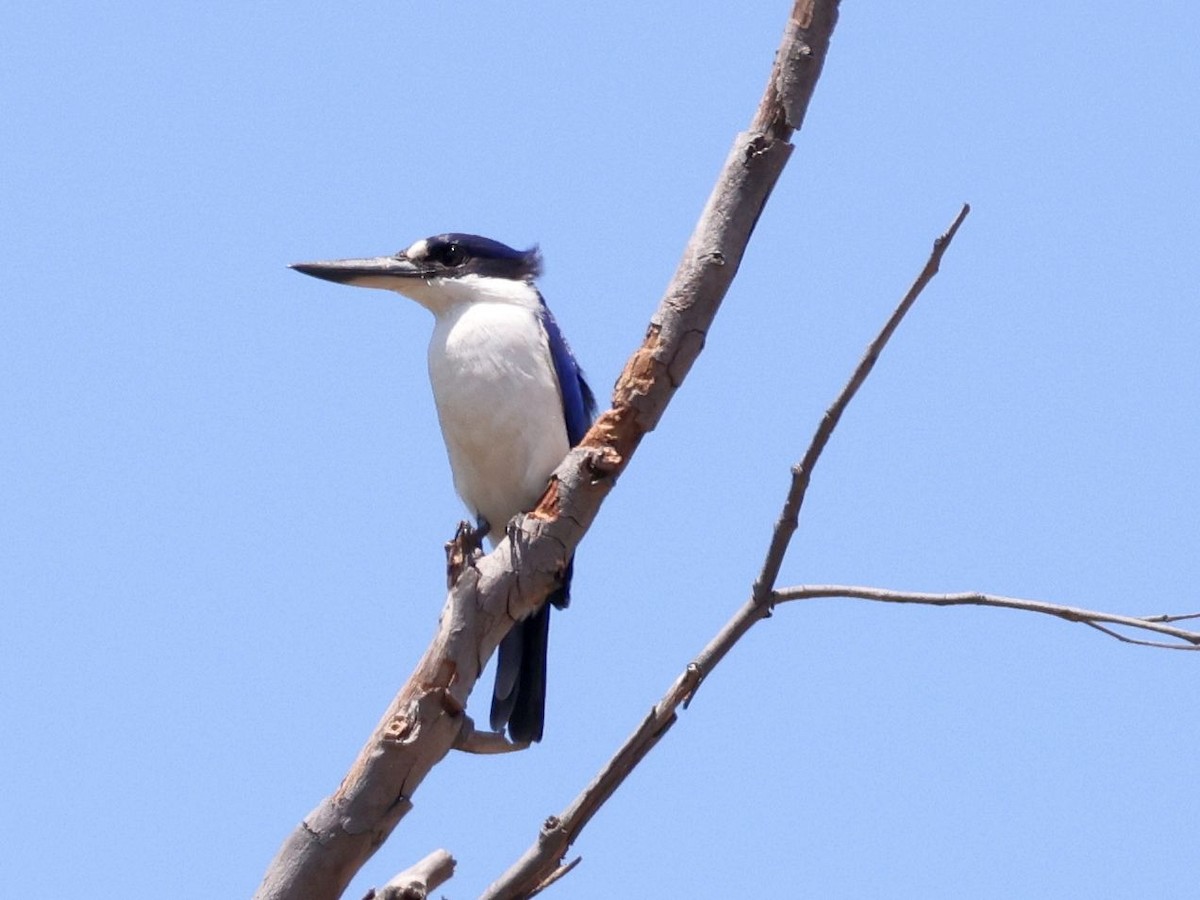 Torresian Kingfisher - ML644287551