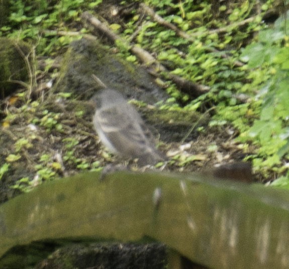 Галапагосский миарх - ML644287554