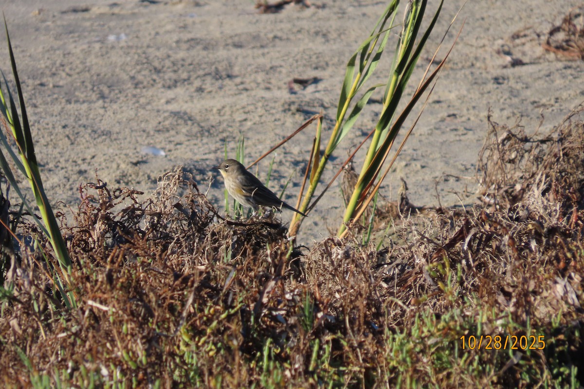 Yellow-rumped Warbler - ML644287563