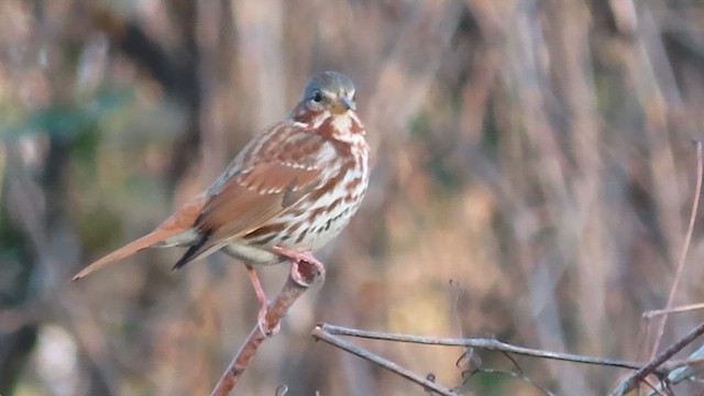 Fox Sparrow - ML644287567