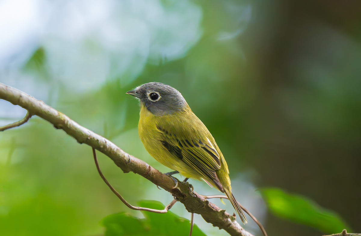 Gray-headed Piprites - ML644287568