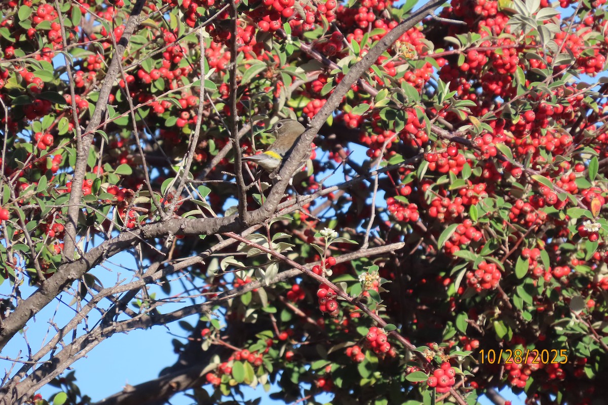 Yellow-rumped Warbler - ML644287578
