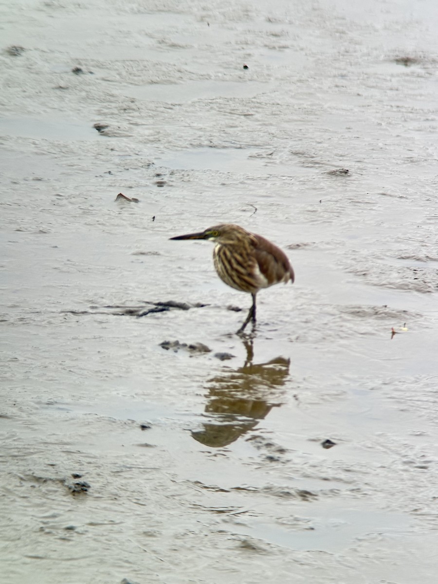 Chinese Pond-Heron - ML644287583