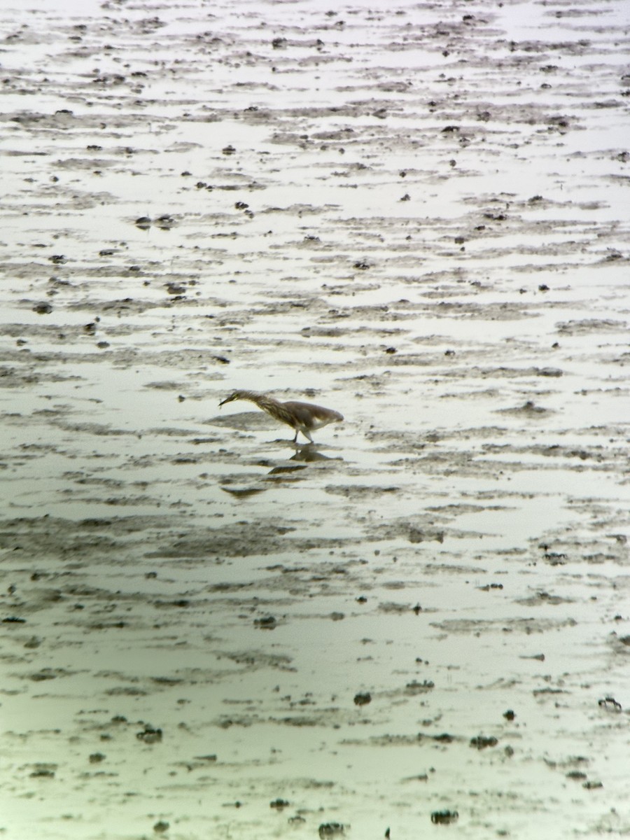 Chinese Pond-Heron - ML644287584