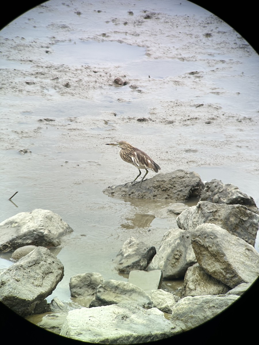 Chinese Pond-Heron - ML644287586