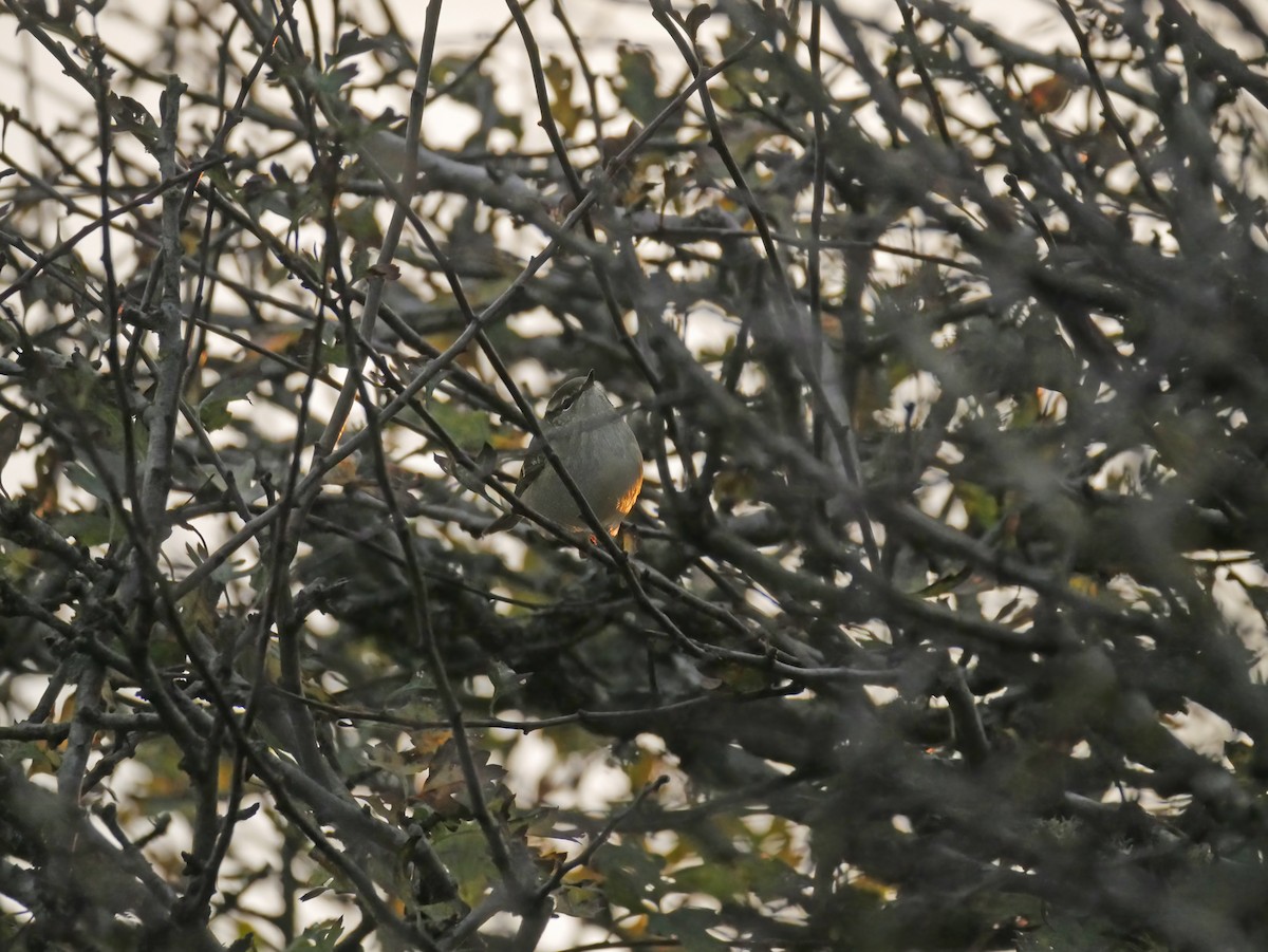 Yellow-browed Warbler - ML644287587