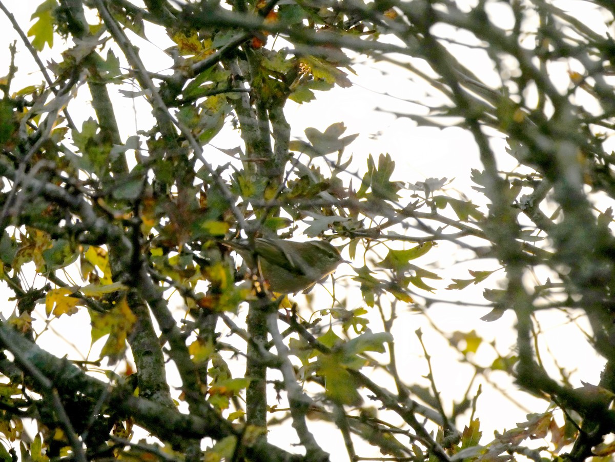 Yellow-browed Warbler - ML644287588