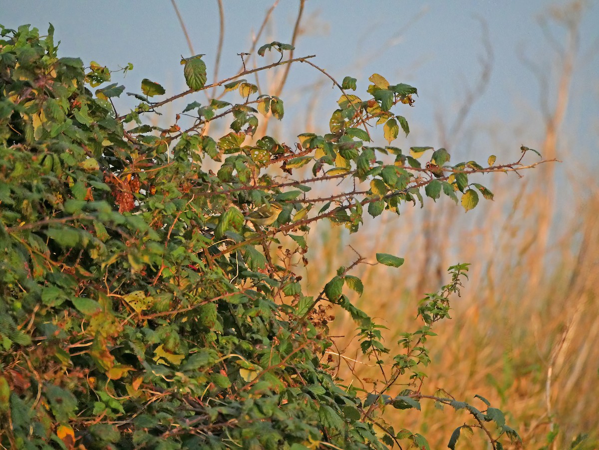 Yellow-browed Warbler - ML644287589