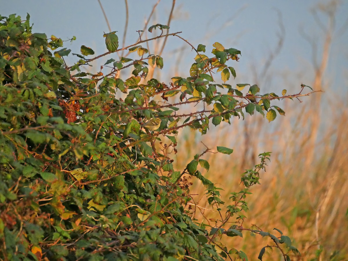 Yellow-browed Warbler - ML644287590