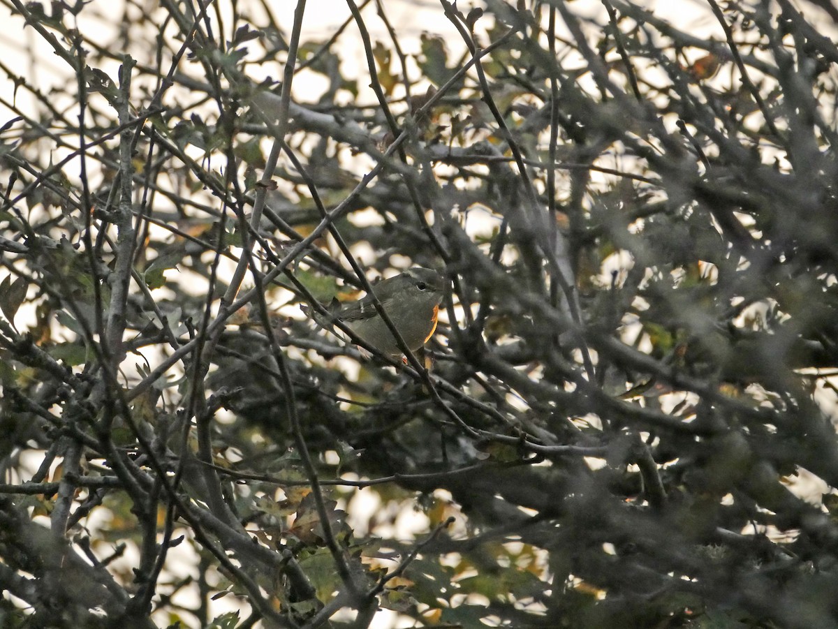 Yellow-browed Warbler - ML644287591