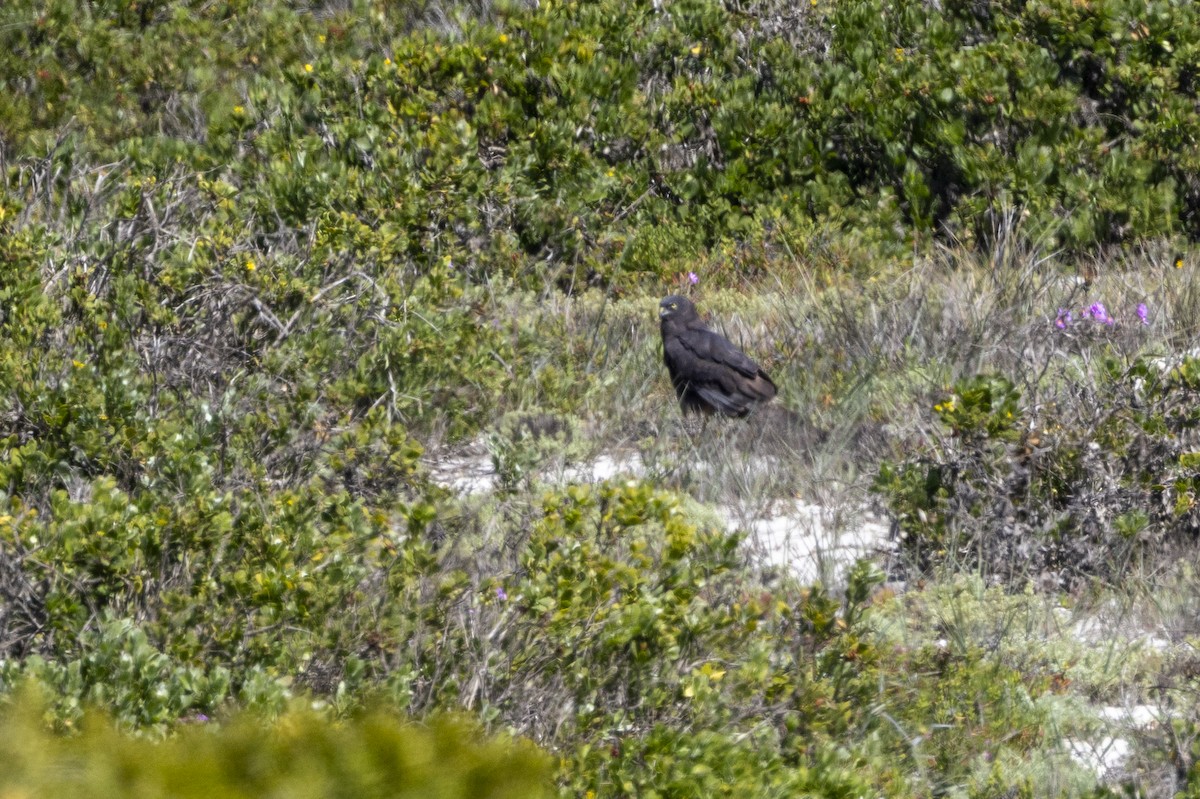 Black Harrier - ML644287597