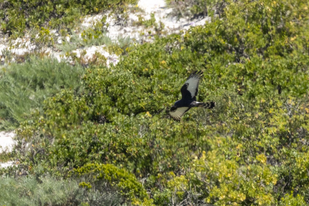 Black Harrier - ML644287598