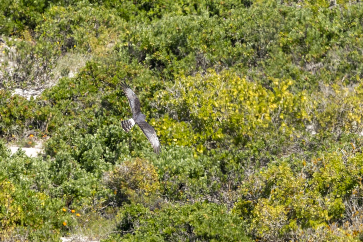 Black Harrier - ML644287599