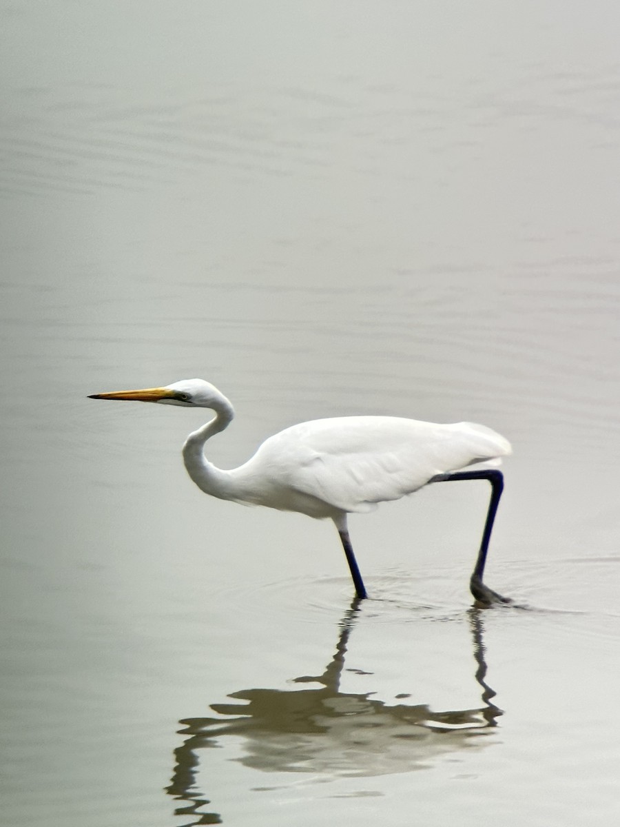 Great Egret - ML644287601