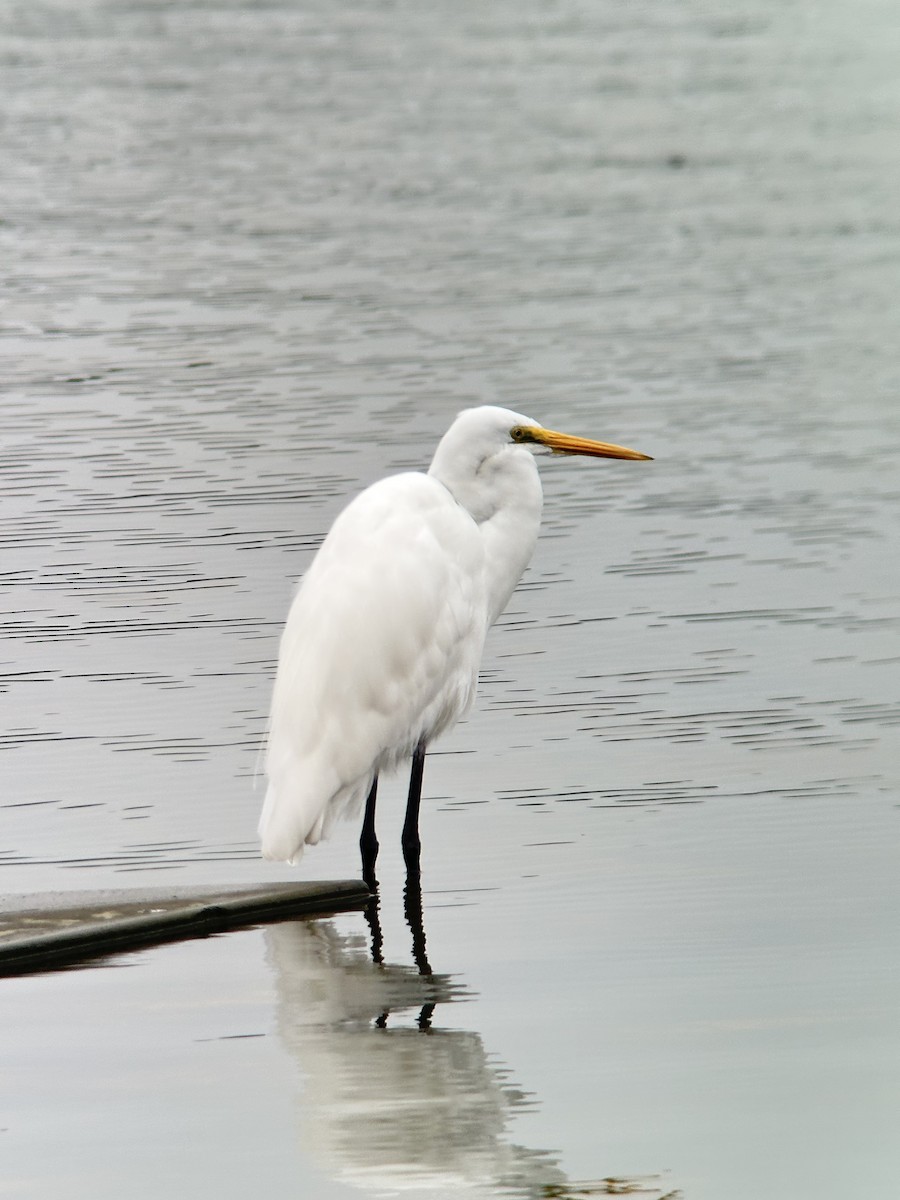 Great Egret - ML644287602