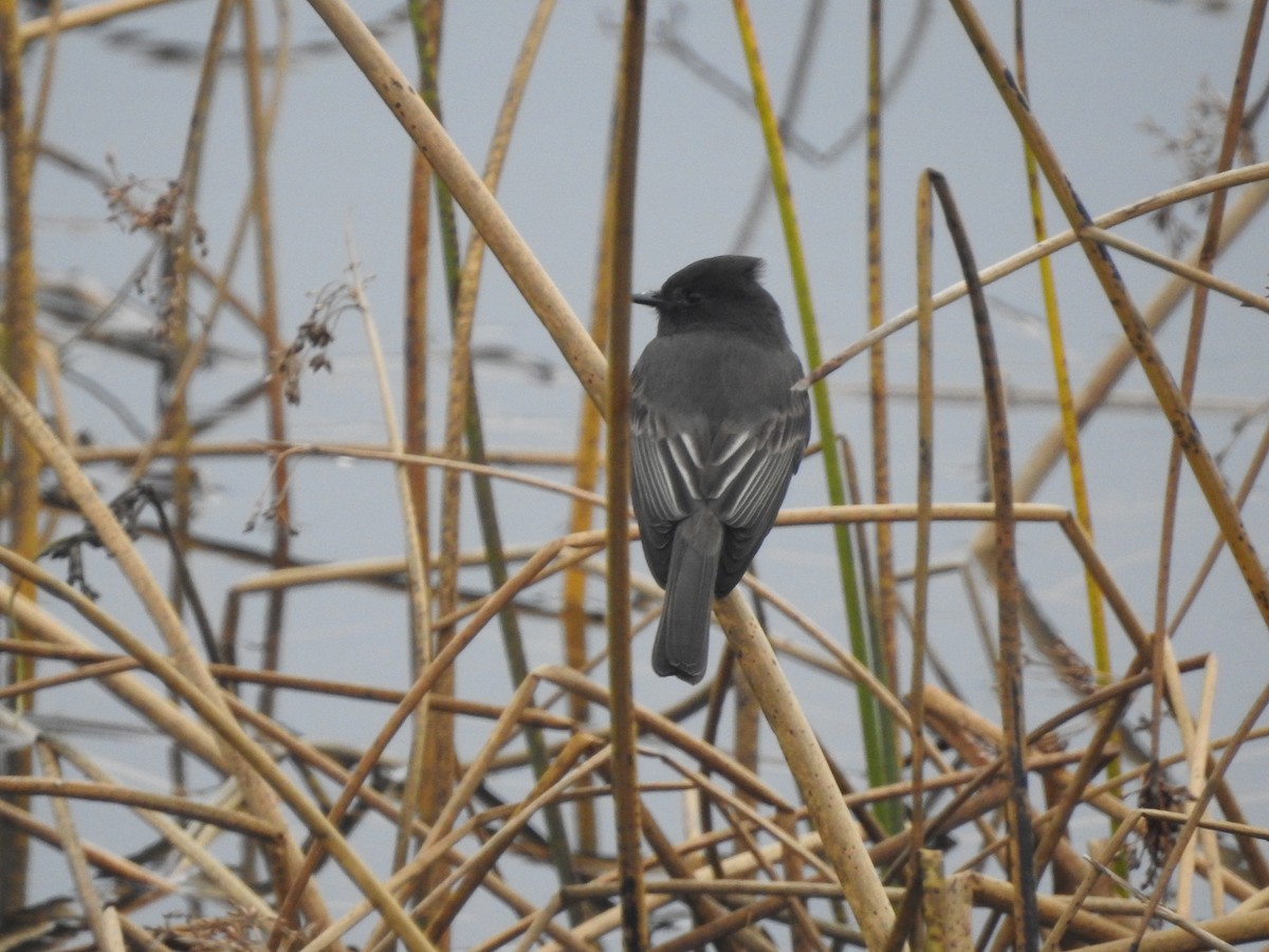 Black Phoebe - ML644287606