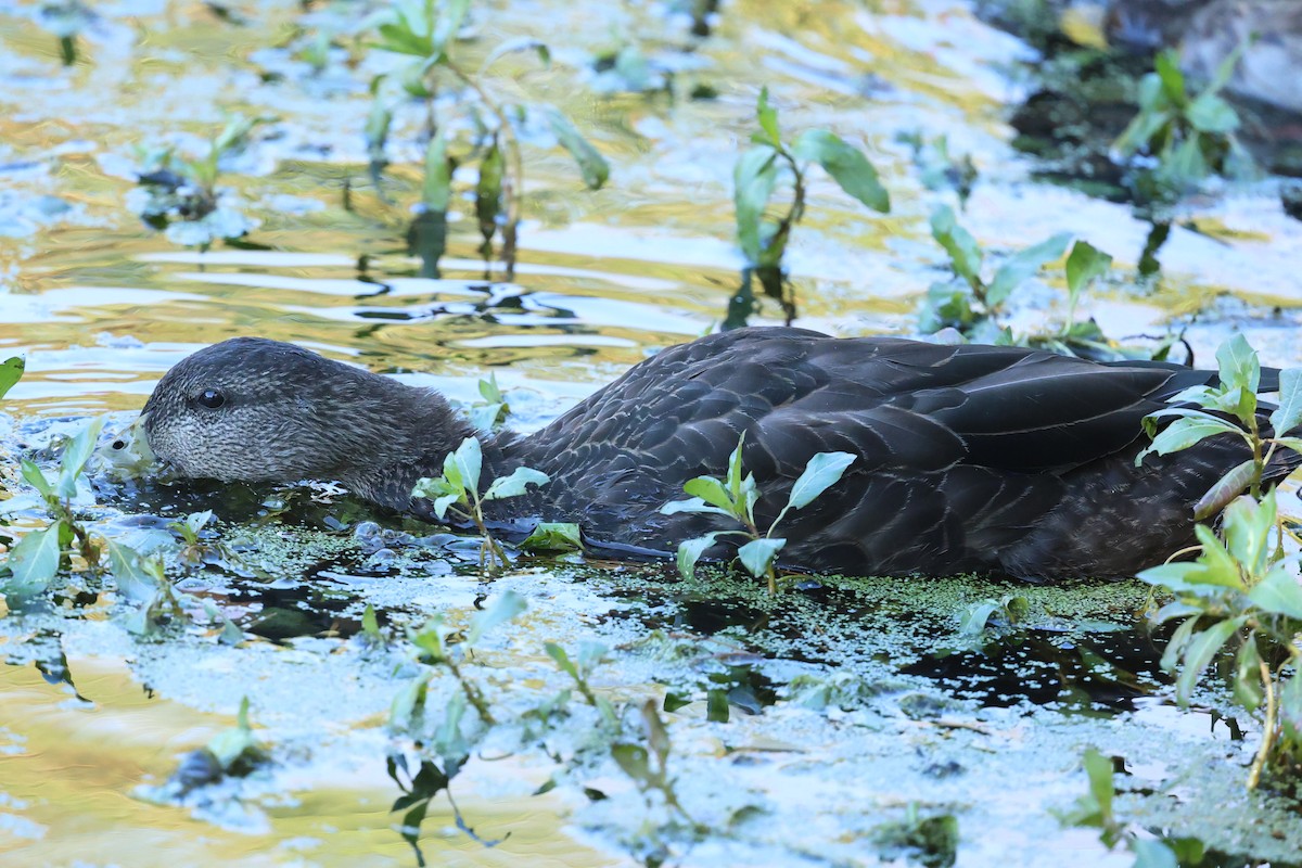 rødfotand - ML644287610