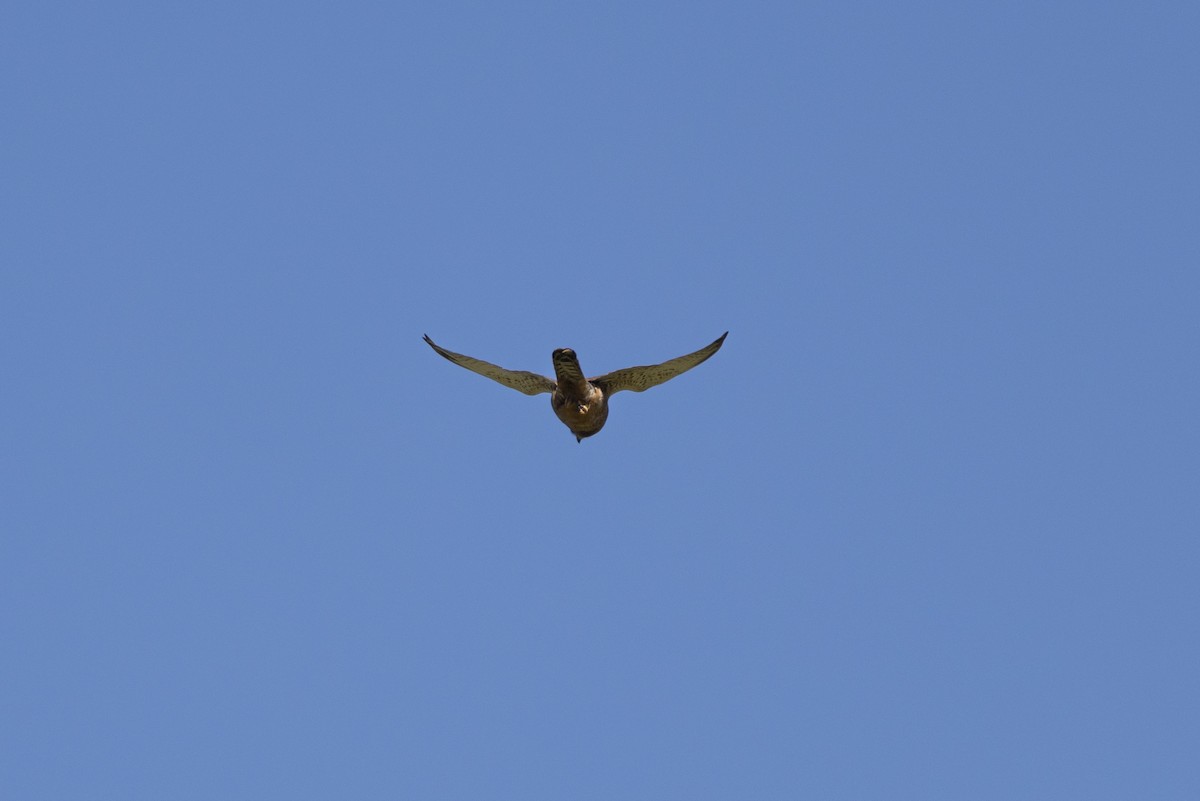 Скальная пустельга - ML644287614