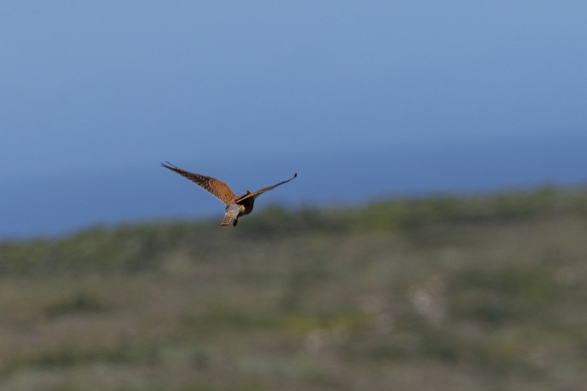 Скальная пустельга - ML644287615