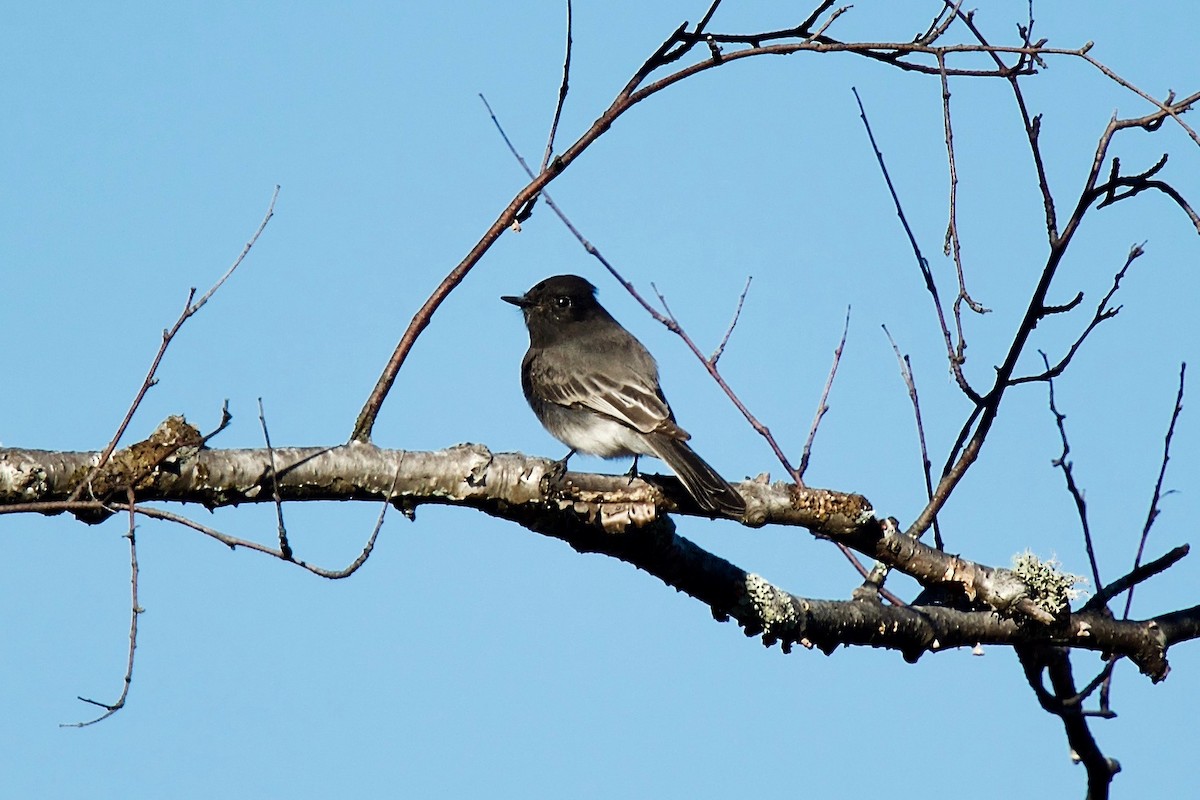 Black Phoebe - ML644287637