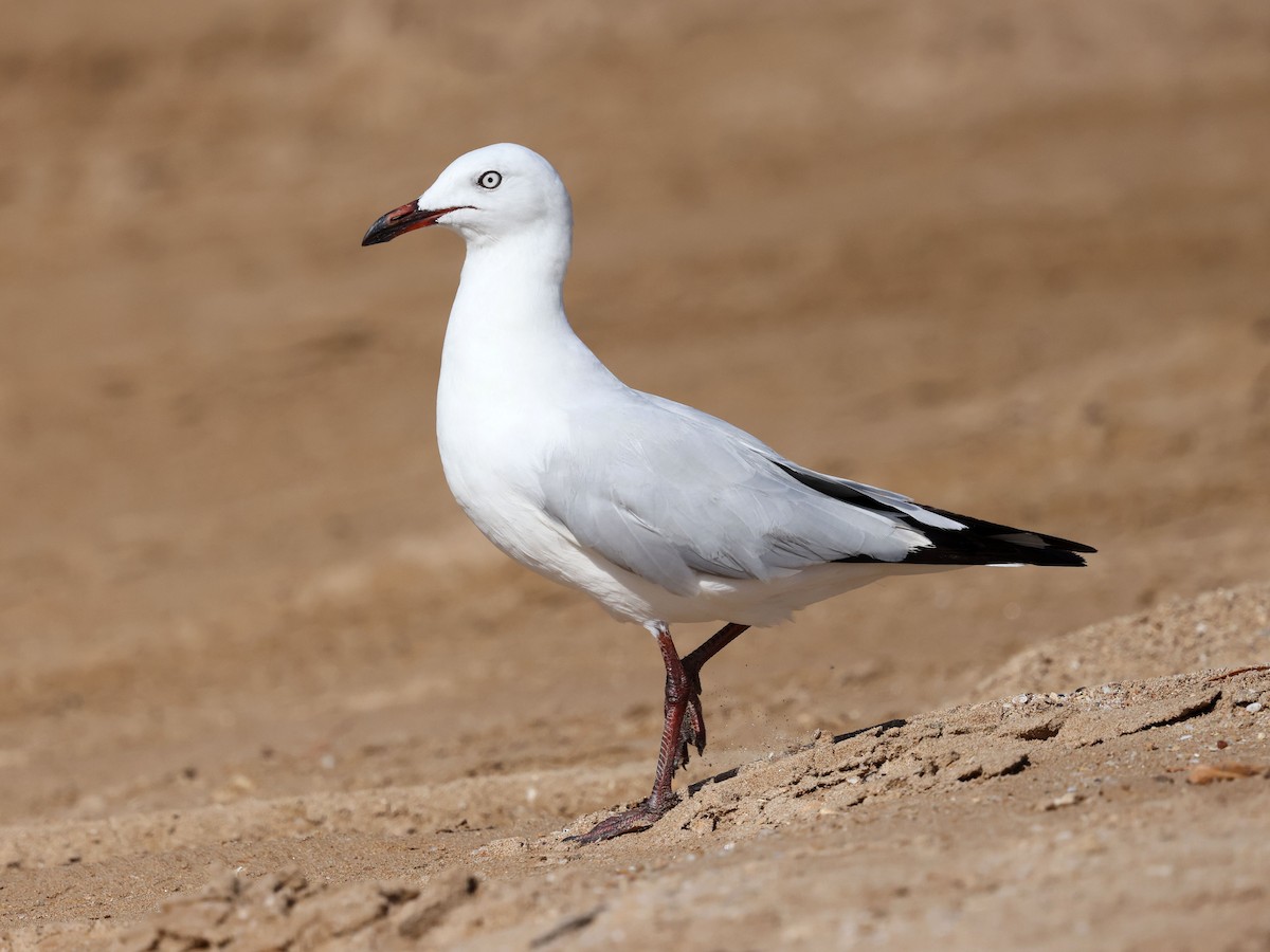 racek australský - ML644287639