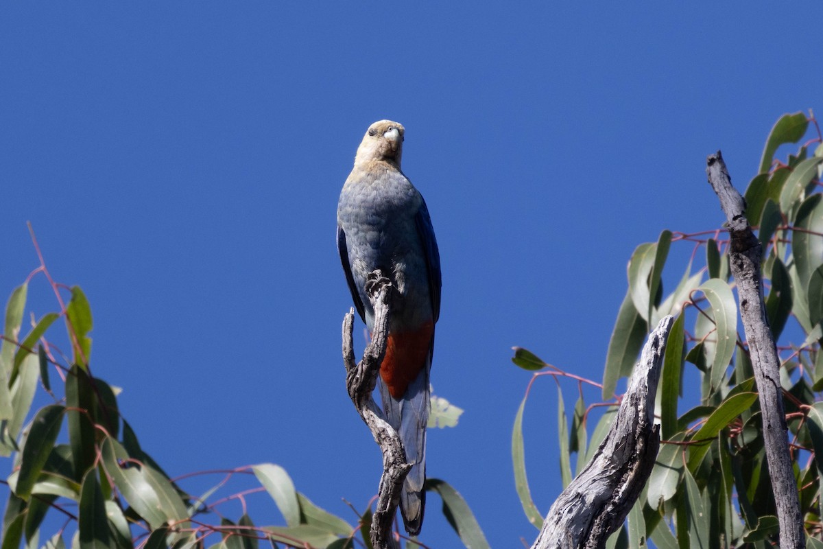 Pale-headed Rosella - ML644287644