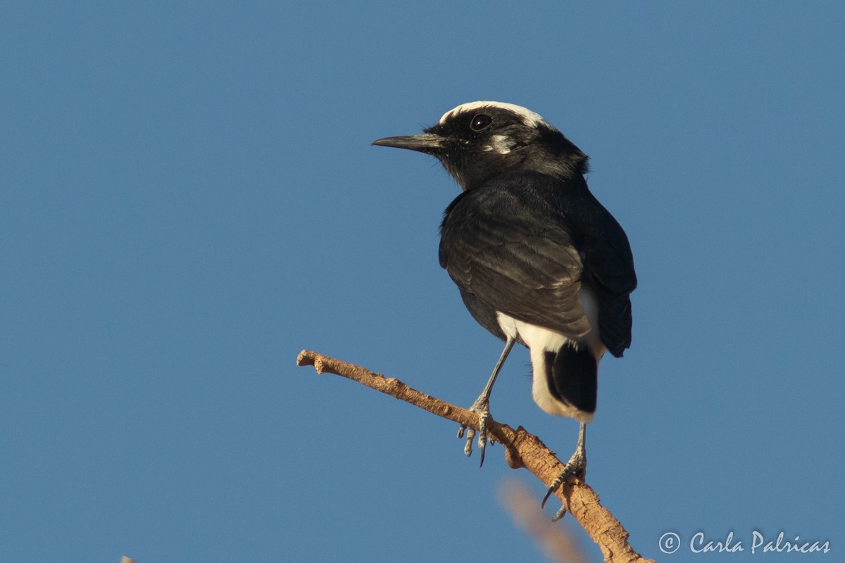 Saharasteinschmätzer - ML644287646