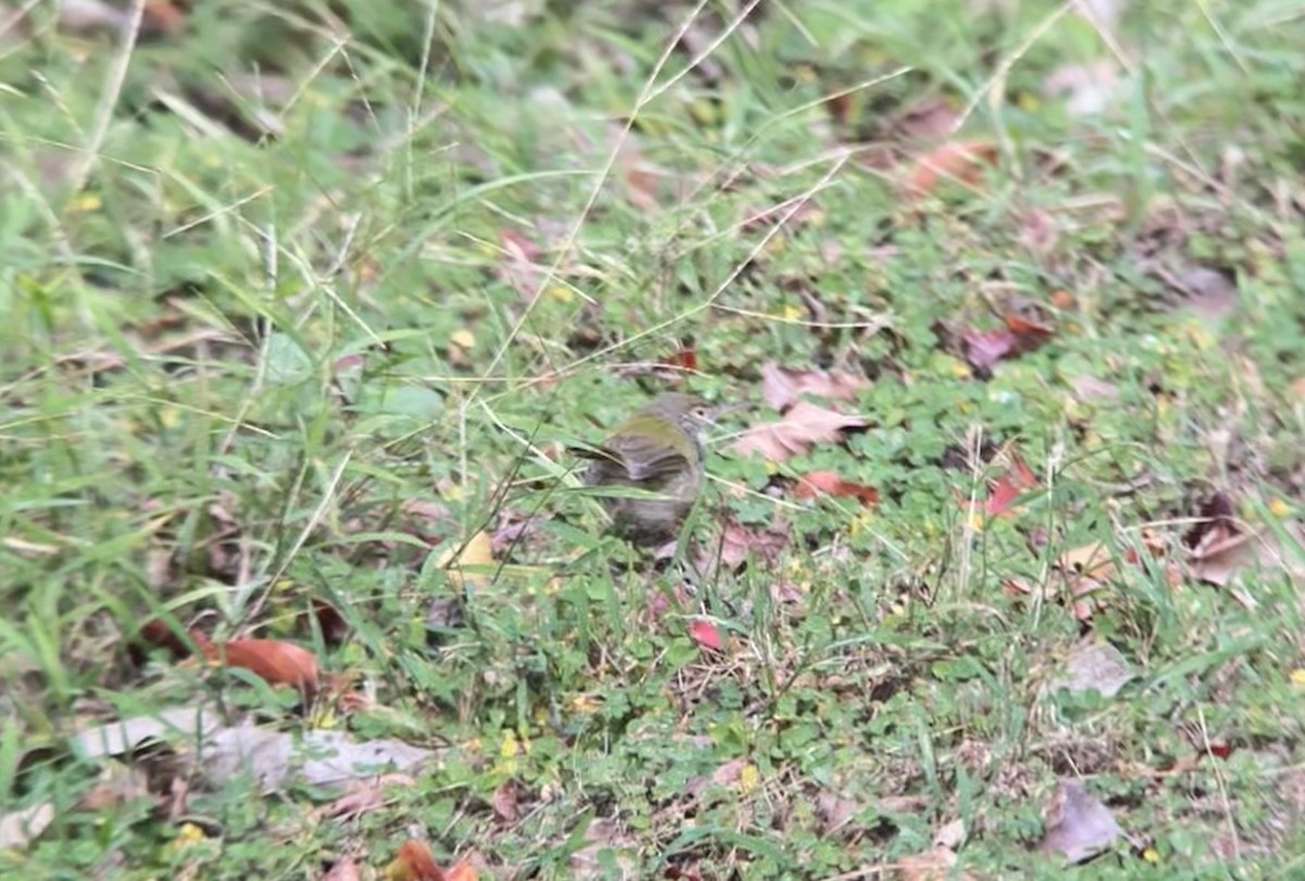 langstjertskredderfugl - ML644287651