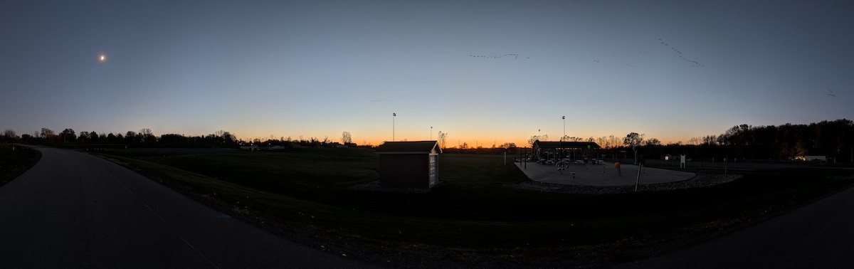 Oca canadese maggiore - ML644287659