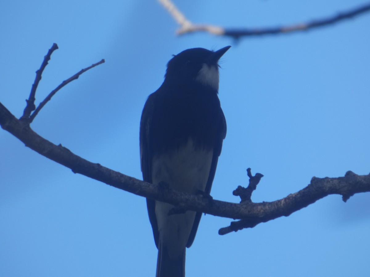 Black Phoebe - ML644287662