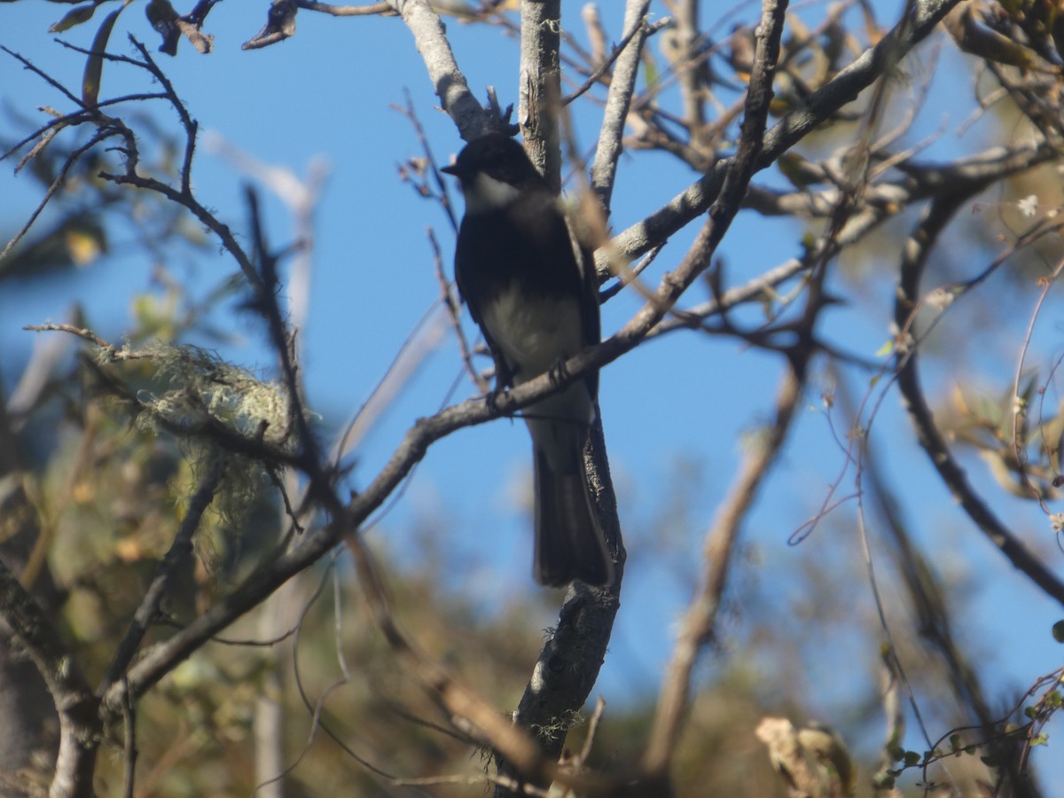 Black Phoebe - ML644287663