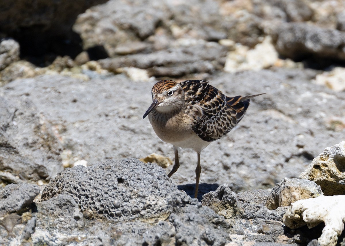Bécasseau à queue pointue - ML644287671