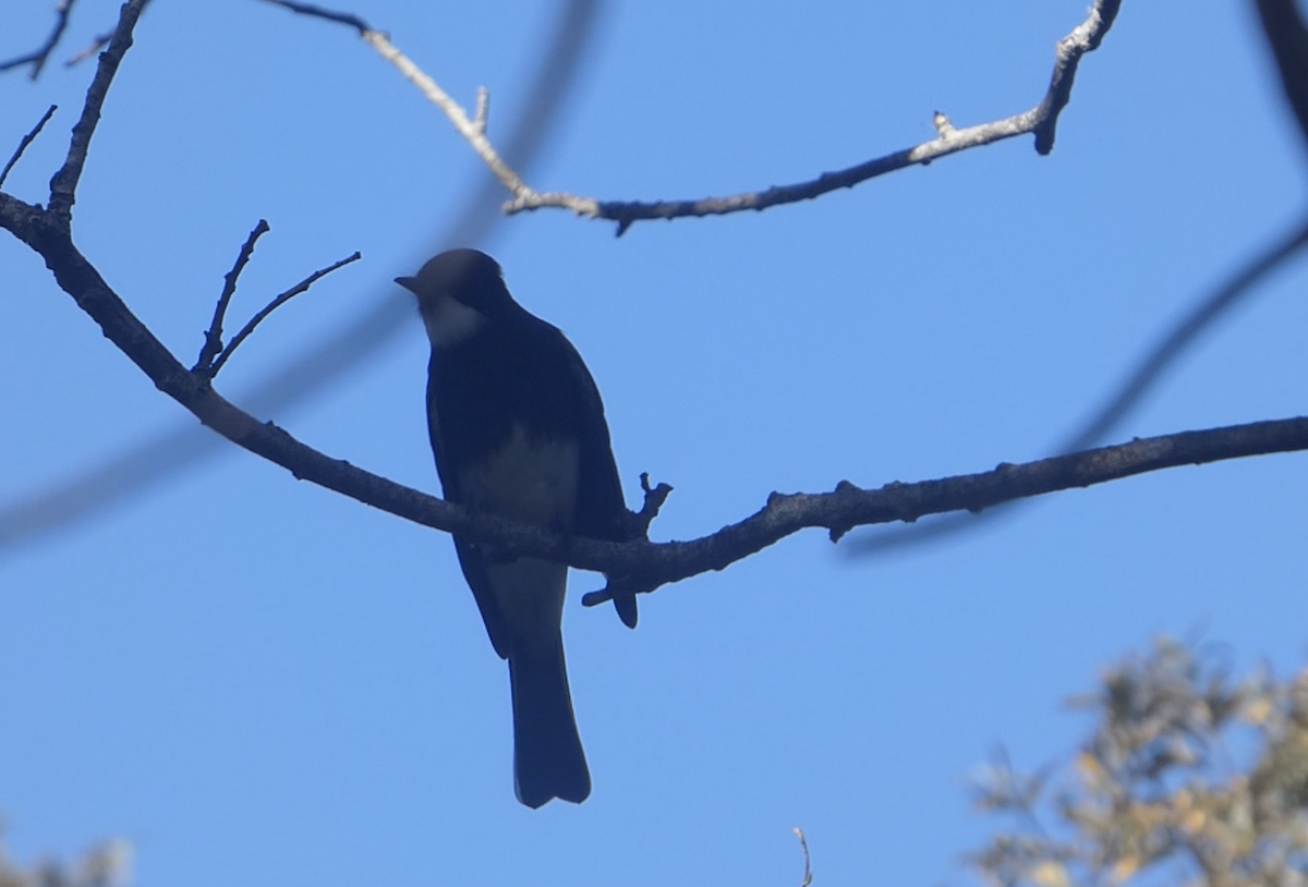 Black Phoebe - ML644287675