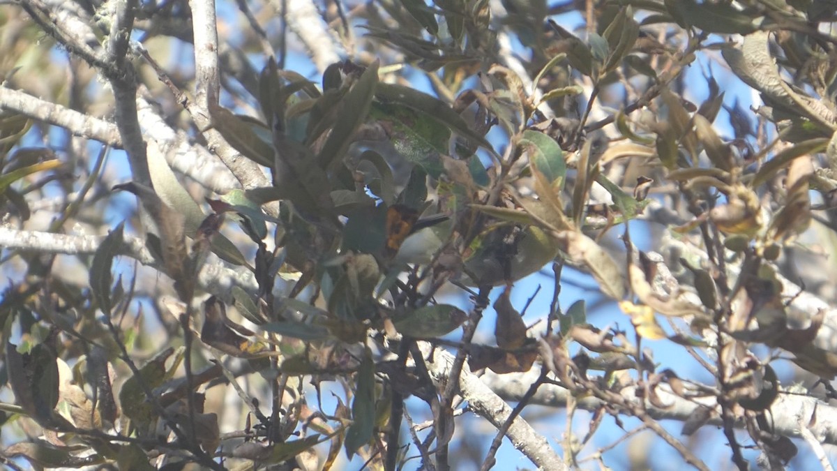 Tennessee Warbler - ML644287684