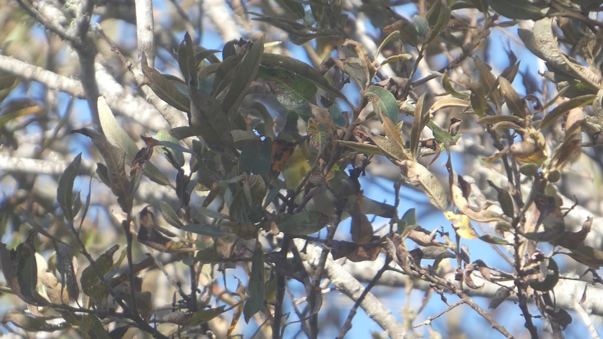 Tennessee Warbler - ML644287688